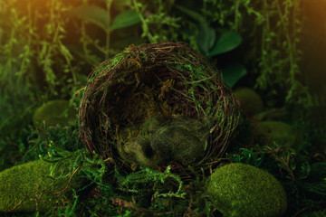 Moss newborn Background