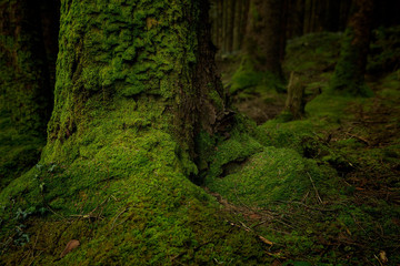 Moss Newborn Background