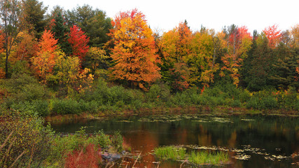 Panoramic view of autumn trees by the pond