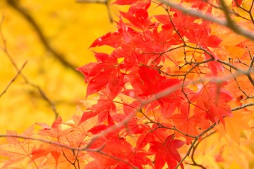 紅葉