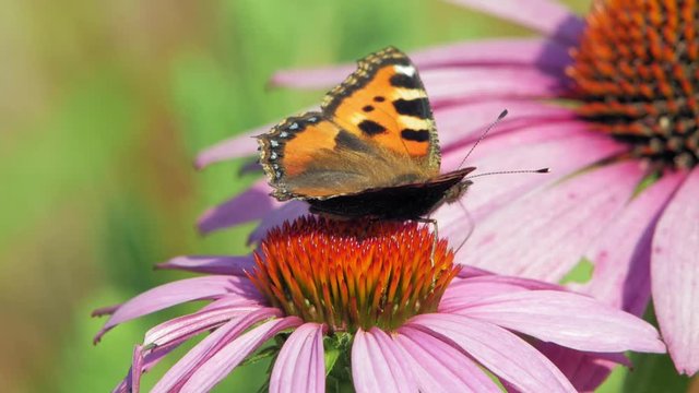 Small tortoiseshell butterfly eats pollen from purple cone flower and flies away.