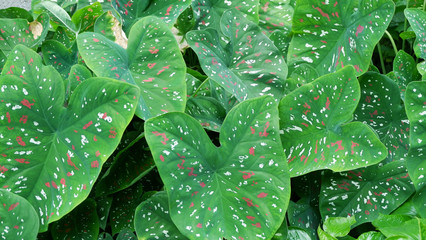 Caladium (Queen of the leafy plants ),Caladium texture,Caladium leaf backround