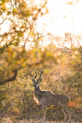 Kudu in the Wild