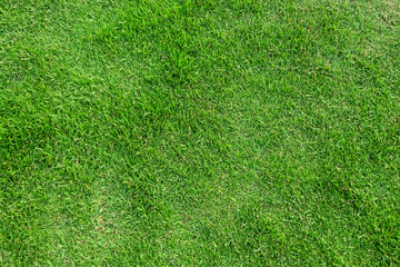 Obraz premium Green grass texture for background. Green lawn pattern and texture background.