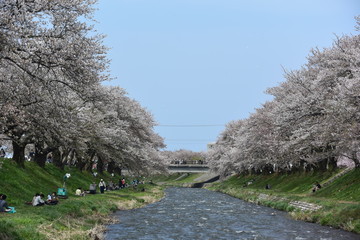 川沿いの桜