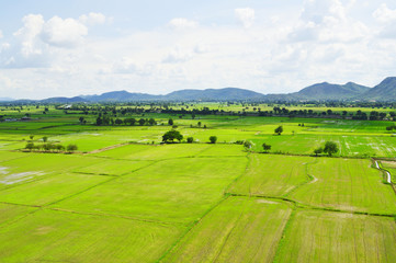 Fototapeta na wymiar Green rice field in a vast area
