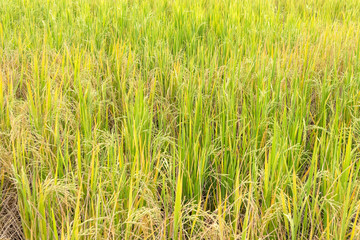 Paddy rice in field in rainy season.