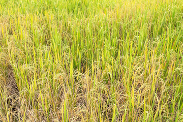 Fototapeta premium Paddy rice in field in rainy season.