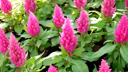 pink Cockscomb flower in the garden