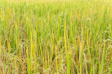 Paddy rice in field in rainy season.