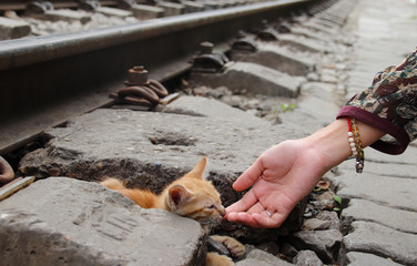 Kindness between human and animal, rescuing a sick stray kitten
