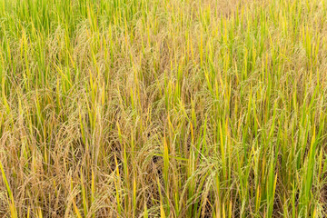 Paddy rice in field in rainy season.