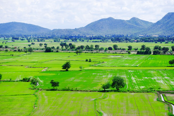 Fototapeta na wymiar Outermost green rice field in rural area