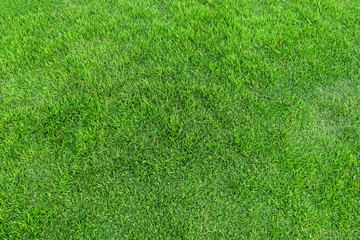 Obraz premium Green grass texture for background. Green lawn pattern and texture background.