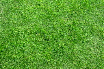 Fototapeta premium Green grass texture for background. Green lawn pattern and texture background.