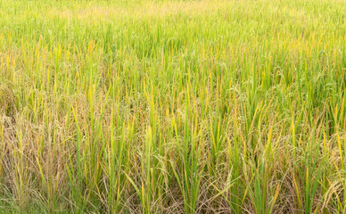 Paddy rice in field in rainy season.
