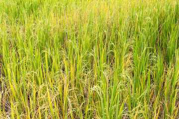 Paddy rice in field in rainy season.