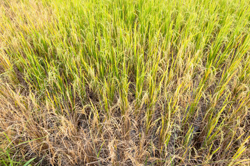 Paddy rice in field in rainy season.