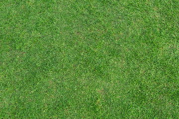 Obraz premium Green grass texture for background. Green lawn pattern and texture background.