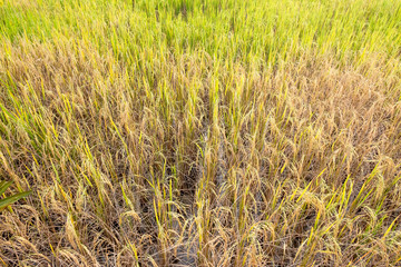 Paddy rice in field in rainy season.