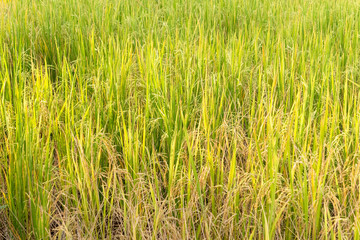Paddy rice in field in rainy season.