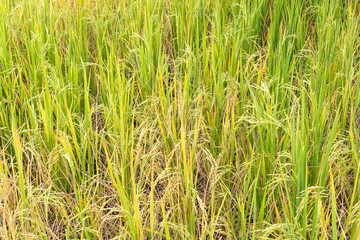 Paddy rice in field in rainy season.