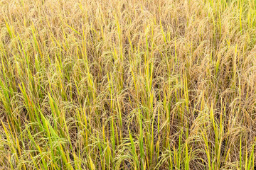 Paddy rice in field in rainy season.