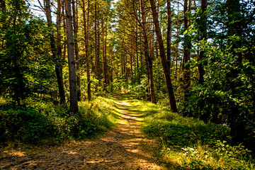 Fototapeta na wymiar forest in Poland, small path with light and shadow