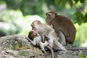 Macaque monkeys in the forest.