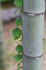 Naklejka premium Scenery with an ivy / Ivy is a wonderful natural artist who creates landscapes throughout the seasons.