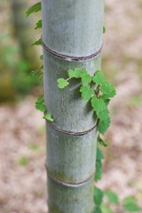 Scenery with an ivy / Ivy is a wonderful natural artist who creates landscapes throughout the seasons.