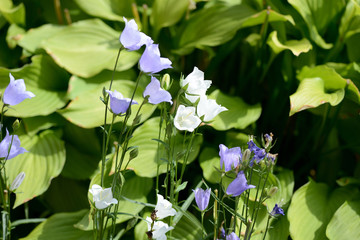 Tender bluebell flowers in the summer garden close up