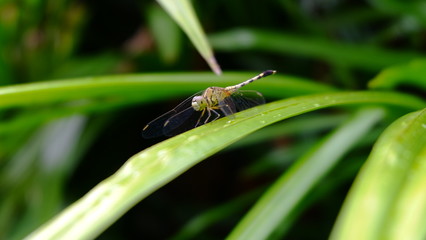Dragonfly on the tree  with  blurred  background