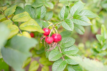  ripe berries of wild rose