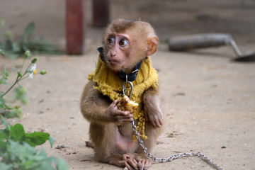 A baby monkey in chains as pets which is a common cruel practice in North Vietnam