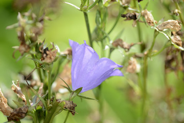 Tender bluebell flowers in the summer garden close up
