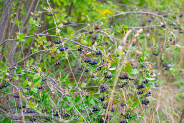 berries of a black-fruit mountain ash on a branch