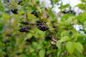 berries of a black-fruit mountain ash on a branch