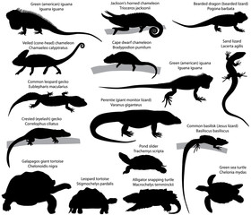 Collection of silhouettes of reptiles: iguana, perentie, chameleon, gecko, lizard, basilisk, tortoise, turtle