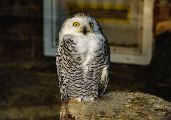 great horned owl