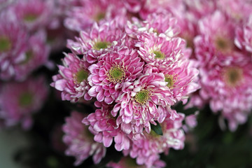 Autumn chrysanthemum flowers. Pink flowers. Selective focus. Macro.