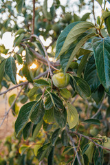 Fruit on Tree Persimmon Unripe Ripening