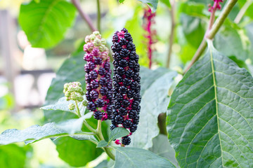 Phytolacca acinosa - purple berries close up