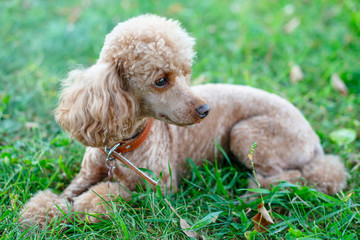 dog apricot poodle lying on the grass