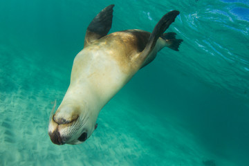 Australian Sea Lion underwater photo