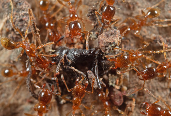 Macro Photo of Group of Pheidole Pallidula Ants Attack Prey