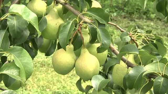 Ripe organic pears in the garden on a branch of pear tree.Juicy flavorful pears of nature background.Summer fruits.Autumn harvest season.