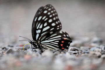 アカホシゴマダラ