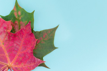 autumn leaves on blue background