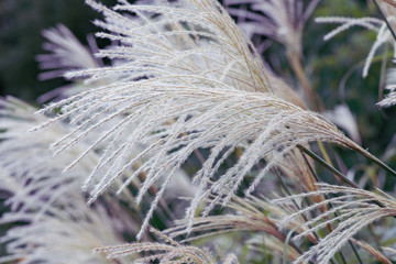 ススキの穂